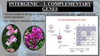 INTERGENIC – 1. COMPLEMENTARY
GENES
• Genes located at d/f loci of same or d/f chromosome but work together to show
some expression.
• Ex: Lathyrus odoratus (Sweet pea)
 
