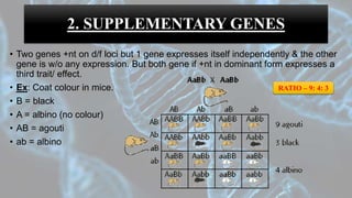 • Two genes +nt on d/f loci but 1 gene expresses itself independently & the other
gene is w/o any expression. But both gene if +nt in dominant form expresses a
third trait/ effect.
• Ex: Coat colour in mice.
• B = black
• A = albino (no colour)
• AB = agouti
• ab = albino
2. SUPPLEMENTARY GENES
RATIO – 9: 4: 3
 
