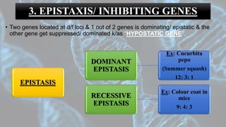 3. EPISTAXIS/ INHIBITING GENES
• Two genes located at d/f loci & 1 out of 2 genes is dominating/ epistatic & the
other gene get suppressed/ dominated k/as “HYPOSTATIC GENE”.
EPISTASIS
DOMINANT
EPISTASIS
Ex: Cucurbita
pepo
(Summer squash)
12: 3: 1
RECESSIVE
EPISTASIS
Ex: Colour coat in
mice
9: 4: 3
 