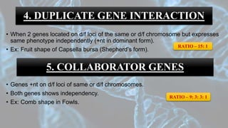 4. DUPLICATE GENE INTERACTION
• When 2 genes located on d/f loci of the same or d/f chromosome but expresses
same phenotype independently (+nt in dominant form).
• Ex: Fruit shape of Capsella bursa (Shepherd’s form).
• Genes +nt on d/f loci of same or d/f chromosomes.
• Both genes shows independency.
• Ex: Comb shape in Fowls.
RATIO – 15: 1
5. COLLABORATOR GENES
RATIO – 9: 3: 3: 1
 