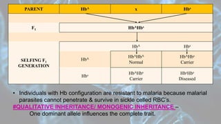 PARENT HbA x Hbs
F1 HbAHbs
SELFING F1
GENERATION
HbA Hbs
HbA HbAHbA
Normal
HbAHbs
Carrier
Hbs HbAHbs
Carrier
HbsHbs
Diseased
• Individuals with Hb configuration are resistant to malaria because malarial
parasites cannot penetrate & survive in sickle celled RBC’s.
#QUALITATIVE INHERITANCE/ MONOGENIC INHERITANCE –
One dominant allele influences the complete trait.
 