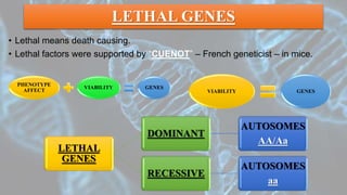 LETHAL GENES
• Lethal means death causing.
• Lethal factors were supported by “CUENOT” – French geneticist – in mice.
PHENOTYPE
AFFECT
VIABILITY GENES
VIABILITY GENES
LETHAL
GENES
DOMINANT
AUTOSOMES
AA/Aa
RECESSIVE
AUTOSOMES
aa
 
