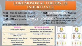 CHROMOSOMAL THEORY OF
INHERITANCE
• 1865 – Mendel published his work.
• 1901 – 3 scientists redid his work.
• 1902 – CTI was given by SUTTON &
BOVERI.
• Lets compare the two views –
• 1870 OSCAR HERTWIG –Nucleus
contains theory of inheritance.
• CORRENS – Gave the evidence in
Mirabilis jalapa that cytoplasm also
contains heredity material.
MENDEL SUTTON & BOVERI
1. Factors occurs in pairs. Factors are +nt on chromosomes &
chromosomes also occurs in pairs.
2. 2 forms of a same gene are
allele in pair.
Homologous chromosome.
3. Alleles segregate at the time of
gamete formation.
Chromosomes also separate at the
time of gamete formation.
4. Alleles/ factors assort
independently.
Chromosomes also assort
independently.
 