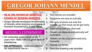 GREGOR JOHANN MENDEL
• HE IS THE FATHER OF GENETICS.
• FATHER OF MODERN GENETICS.
• Gregor Mendel developed the principles
of heredity while studying seven pairs of
inherited characteristics in pea plants.
• He conducted experiments on for 7
years from 1856-1863 & gave laws of
inheritance.
• HIS APPROACH – Used pea plant for
his experiments due to -
1. Pure variety are available.
2. Pea plants are easy to cultivate.
3. Life cycle of plants are only few
months. So that result can be got early.
4. Contrasting trait are observed.
5. Flowers are bisexual and normally self
pollinated.
6. Flowers can be cross pollinated only
manually.
7. Hybrids are fertile.
8. Pure line breeding was possible.
MENDEL’S EXPERIMENT
 