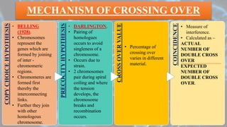 MECHANISM OF CROSSING OVERCOPYCHOICEHYPOTHESIS
PRECOCITYHYPOTHESIS
CROSSOVERVALUE
COINCIDENCE
• DARLINGTON.
• Pairing of
homologues
occurs to avoid
singleness of a
chromosome.
• Occurs due to
strain.
• 2 chromosomes
pair during spiral
coiling and where
the tension
develops, the
chromosome
breaks and
recombination
occurs.
• BELLING
(1928).
• Chromosomes
represent the
genes which are
formed by joining
of inter -
chromomeric
regions.
• Chromomeres are
formed first
thereby the
interconnecting
links.
• Further they join
with other
homologous
chromosome.
• Percentage of
crossing over
varies in different
material.
• Measure of
interference.
• Calculated as –
ACTUAL
NUMBER OF
DOUBLE CROSS
OVER
EXPECTED
NUMBER OF
DOUBLE CROSS
OVER.
 