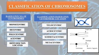 BASED UPON NO. OF
CENTROMERES
MONOCENTRIC
DICENTRIC
POLYCENTRIC
ACENTRIC
DIFFUSED/ NON
LOCATED
CLASSIFICATION OF CHROMOSOMES
CLASSIFICATION BASED UPON
CENTROMERE LOCATION
TELOCENTRIC
ACROCENTRIC
SUBMETACENTRIC
METACENTRIC
 