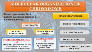 MOLECULAR ORGANIZATION OF
CHROMOSOME
• Based upon relative DNA
position & proteins positions in
the chromosomes.
CHROMOSOME
MULTIPLE
STRAND MODEL
STEFFENSEN 1952, RIS 1960 et
all.
Many DNA protein fibrils are +nt
in chromosome & at least 2
chromatids form a chromosome.
SINGLE STRAND
MODEL
TAYLOR, DUPROW
etc.
Chromosome is made
up of a single DNA
protein fibril.
SINGLE STRAND MODEL
FOLDED FIBRE MODEL
NUCLEOSOME MODEL
SOLENOID MODEL
DANGLER – STRING OR RADIAL
LOOP MODEL
 