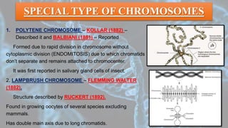SPECIAL TYPE OF CHROMOSOMES
1. POLYTENE CHROMOSOME – KOLLAR (1882) –
Described it and BALBIANI (1881) – Reported
Formed due to rapid division in chromosome without
cytoplasmic division (ENDOMITOSIS) due to which chromatids
don’t separate and remains attached to chromocenter.
It was first reported in salivary gland cells of insect.
2. LAMPBRUSH CHROMOSOME – FLEMMING WALTER
(1882).
Structure described by RUCKERT (1892).
Found in growing oocytes of several species excluding
mammals.
Has double main axis due to long chromatids.
 