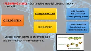 • FLEMMING (1880) – Sustainable material present in nuclei is
chromatin.
• Largest chromosome is chromosome 1
and the smallest is chromosome Y.
CHROMATIN
HETEROCHROMATIN
Static chromatin.
Highly condensed
Transcriptionally inactive
EUCHROMATIN
Dynamic chromatin
Extended and open
Transcriptionally active
 