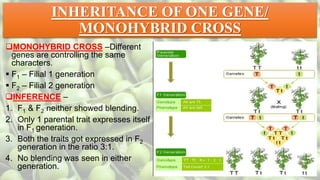 INHERITANCE OF ONE GENE/
MONOHYBRID CROSS
MONOHYBRID CROSS –Different
genes are controlling the same
characters.
 F1 – Filial 1 generation
 F2 – Filial 2 generation
INFERENCE –
1. F1 & F2 neither showed blending.
2. Only 1 parental trait expresses itself
in F1 generation.
3. Both the traits got expressed in F2
generation in the ratio 3:1.
4. No blending was seen in either
generation.
 