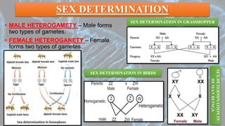 SEX DETERMINATION
• MALE HETEROGAMETY – Male forms
two types of gametes.
• FEMALE HETEROGANETY – Female
forms two types of gametes.
SEX DETERMINATION IN GRASSHOPPER
SEXDETERMINATIONIN
HUMANBEINGS
SEX DETERMINATION IN BIRDS
 
