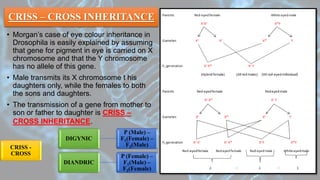 CRISS – CROSS INHERITANCE
• Morgan’s case of eye colour inheritance in
Drosophila is easily explained by assuming
that gene for pigment in eye is carried on X
chromosome and that the Y chromosome
has no allele of this gene.
• Male transmits its X chromosome t his
daughters only, while the females to both
the sons and daughters.
• The transmission of a gene from mother to
son or father to daughter is CRISS –
CROSS INHERITANCE.
CRISS -
CROSS
DIGYNIC
P (Male) –
F1(Female) –
F2(Male)
DIANDRIC
P (Female) –
F1(Male) –
F2(Female)
 