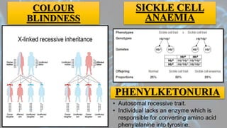 COLOUR
BLINDNESS
SICKLE CELL
ANAEMIA
PHENYLKETONURIA
• Autosomal recessive trait.
• Individual lacks an enzyme which is
responsible for converting amino acid
phenylalanine into tyrosine.
 