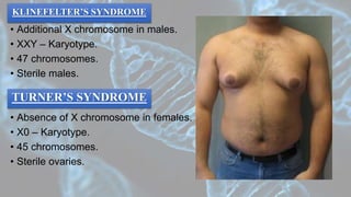 • Additional X chromosome in males.
• XXY – Karyotype.
• 47 chromosomes.
• Sterile males.
• Absence of X chromosome in females.
• X0 – Karyotype.
• 45 chromosomes.
• Sterile ovaries.
KLINEFELTER’S SYNDROME
TURNER’S SYNDROME
 