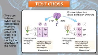 TEST CROSS
• The cross
between
hybrid and its
homozygous
recessive
parent is
called test
cross. It is
used to
identify the
genotype of
the hybrid.
 
