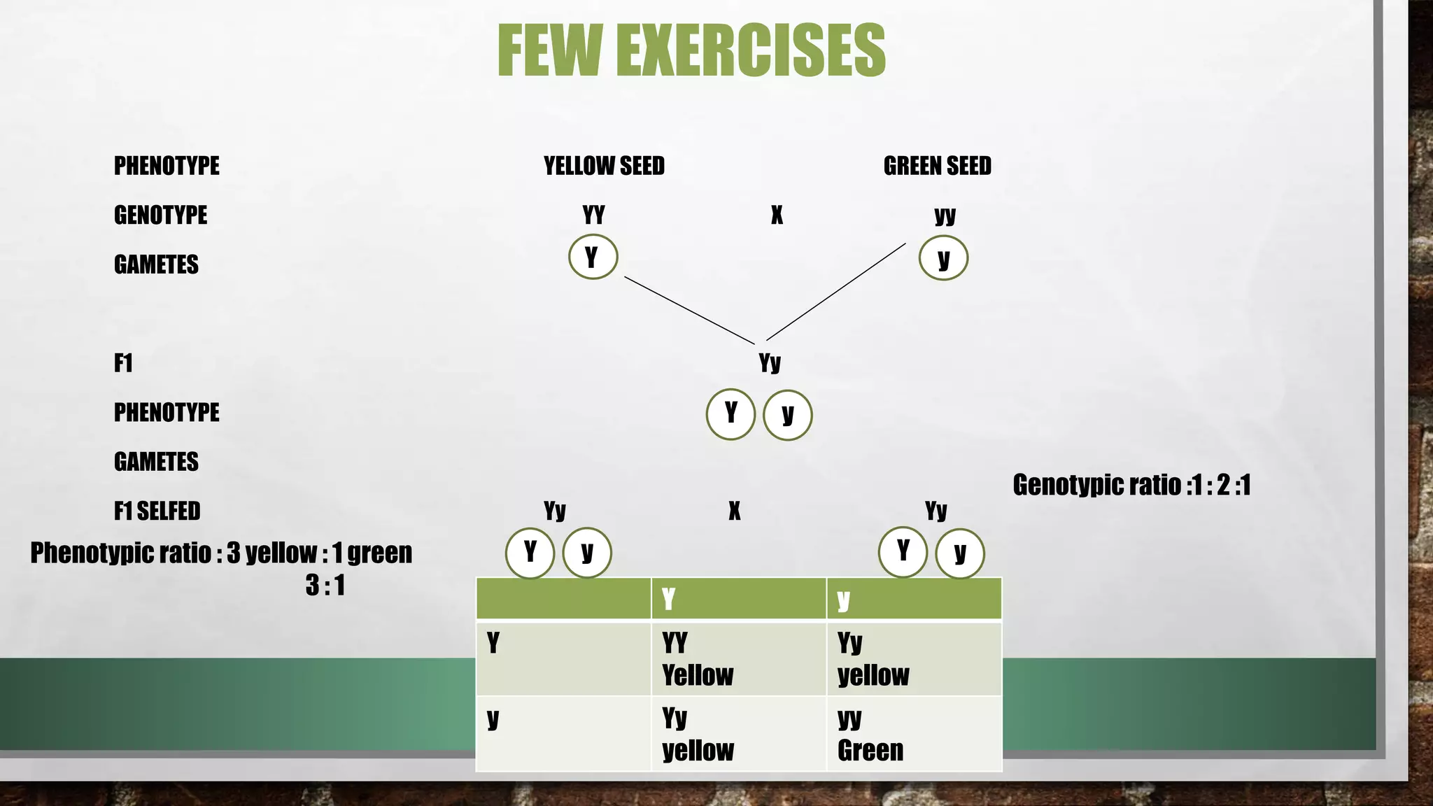 FEW EXERCISES
PHENOTYPE YELLOW SEED GREEN SEED
GENOTYPE YY X yy
GAMETES
F1 Yy
PHENOTYPE
GAMETES
F1 SELFED Yy X Yy
y
Y y
Y
Y y
Y YY
Yellow
Yy
yellow
y Yy
yellow
yy
Green
Phenotypic ratio : 3 yellow : 1 green
3 : 1
Genotypic ratio :1 : 2 :1
Y Yy y
 
