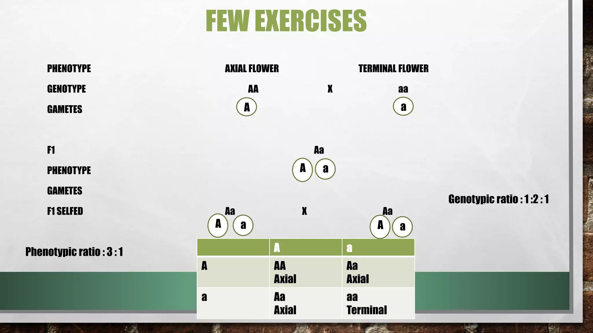 FEW EXERCISES
PHENOTYPE AXIAL FLOWER TERMINAL FLOWER
GENOTYPE AA X aa
GAMETES
F1 Aa
PHENOTYPE
GAMETES
F1 SELFED Aa X Aa
A a
A a
A a
A AA
Axial
Aa
Axial
a Aa
Axial
aa
Terminal
Phenotypic ratio : 3 : 1
Genotypic ratio : 1 :2 : 1
A Aa a
 