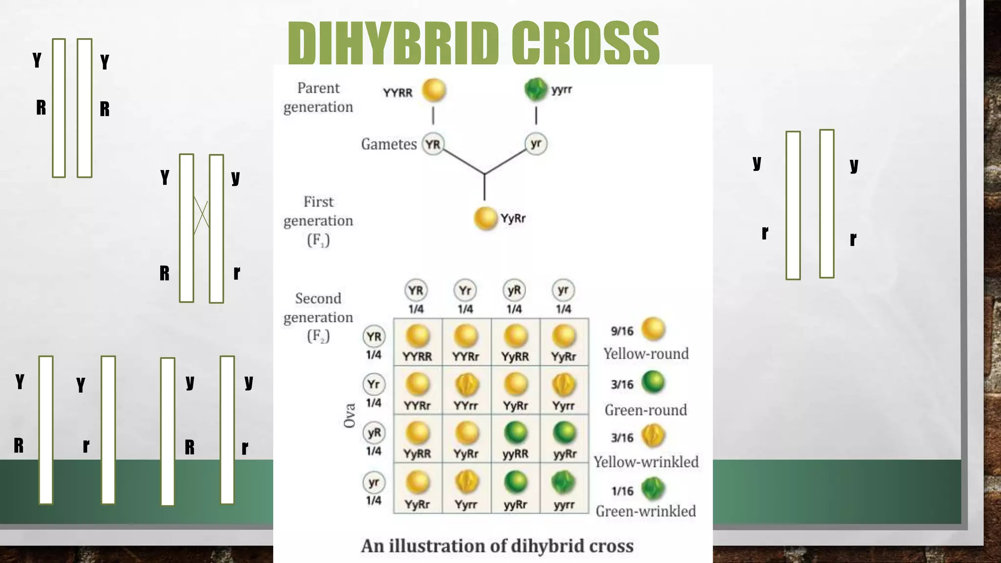DIHYBRID CROSSY Y
R R
y y
r r
Y
R
y
r
Y
r
y
R
y
r
Y
R
 