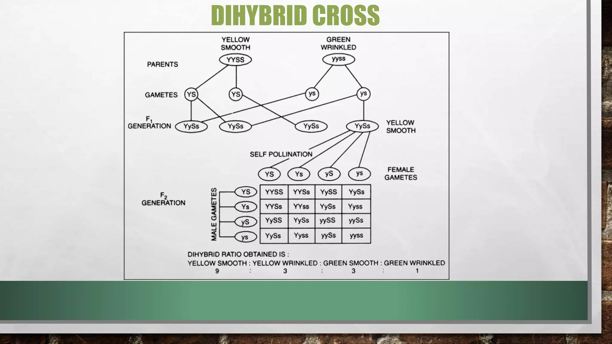 DIHYBRID CROSS
 