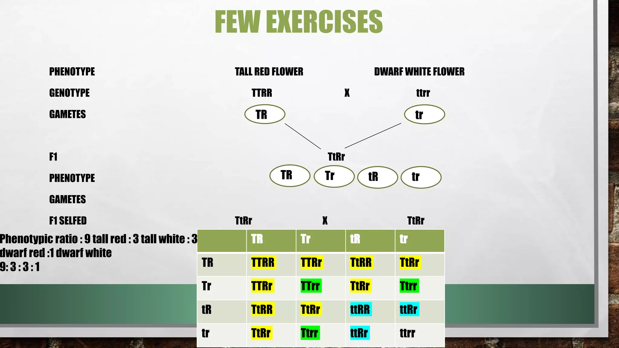 FEW EXERCISES
PHENOTYPE TALL RED FLOWER DWARF WHITE FLOWER
GENOTYPE TTRR X ttrr
GAMETES
F1 TtRr
PHENOTYPE
GAMETES
F1 SELFED TtRr X TtRr
TR
TR
tr
TR Tr tR tr
TR TTRR TTRr TtRR TtRr
Tr TTRr TTrr TtRr Ttrr
tR TtRR TtRr ttRR ttRr
tr TtRr Ttrr ttRr ttrr
Phenotypic ratio : 9 tall red : 3 tall white : 3
dwarf red :1 dwarf white
9: 3 : 3 : 1
Tr tR tr
 