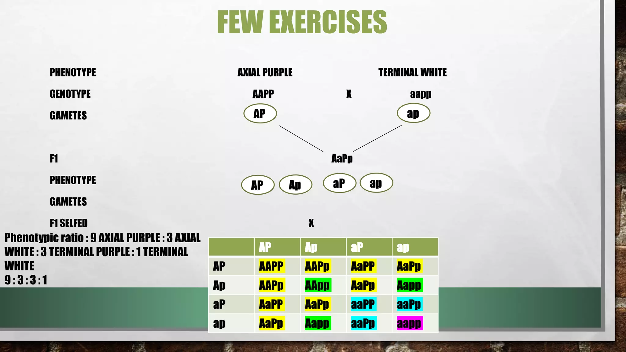 FEW EXERCISES
PHENOTYPE AXIAL PURPLE TERMINAL WHITE
GENOTYPE AAPP X aapp
GAMETES
F1 AaPp
PHENOTYPE
GAMETES
F1 SELFED X
AP
AP Ap aP ap
AP AAPP AAPp AaPP AaPp
Ap AAPp AApp AaPp Aapp
aP AaPP AaPp aaPP aaPp
ap AaPp Aapp aaPp aapp
Phenotypic ratio : 9 AXIAL PURPLE : 3 AXIAL
WHITE : 3 TERMINAL PURPLE : 1 TERMINAL
WHITE
9 : 3 : 3 : 1
ap
AP Ap aP ap
 