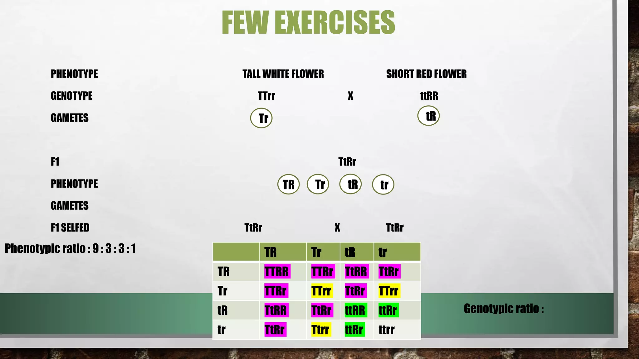FEW EXERCISES
PHENOTYPE TALL WHITE FLOWER SHORT RED FLOWER
GENOTYPE TTrr X ttRR
GAMETES
F1 TtRr
PHENOTYPE
GAMETES
F1 SELFED TtRr X TtRr
Tr
Phenotypic ratio : 9 : 3 : 3 : 1
Genotypic ratio :
TR Tr tR tr
TR TTRR TTRr TtRR TtRr
Tr TTRr TTrr TtRr TTrr
tR TtRR TtRr ttRR ttRr
tr TtRr Ttrr ttRr ttrr
tR
TR Tr tR tr
 