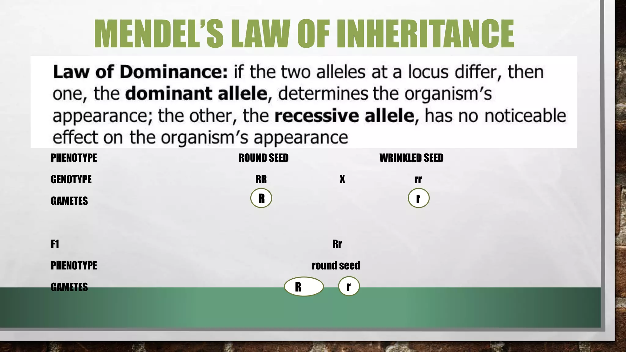 MENDEL’S LAW OF INHERITANCE
PHENOTYPE ROUND SEED WRINKLED SEED
GENOTYPE RR X rr
GAMETES
F1 Rr
PHENOTYPE round seed
GAMETES
R r
rR
 
