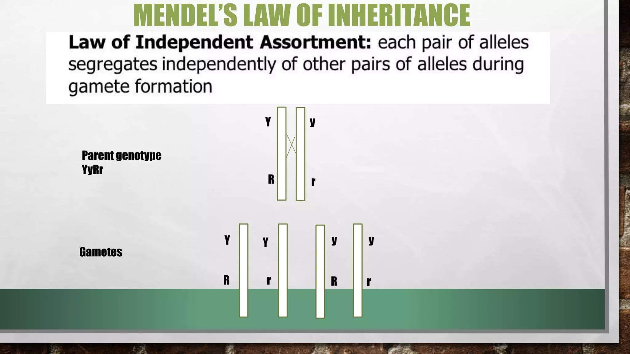 MENDEL’S LAW OF INHERITANCE
Y
r
y
R
y
r
Y
R
Y
R
y
r
Gametes
Parent genotype
YyRr
 