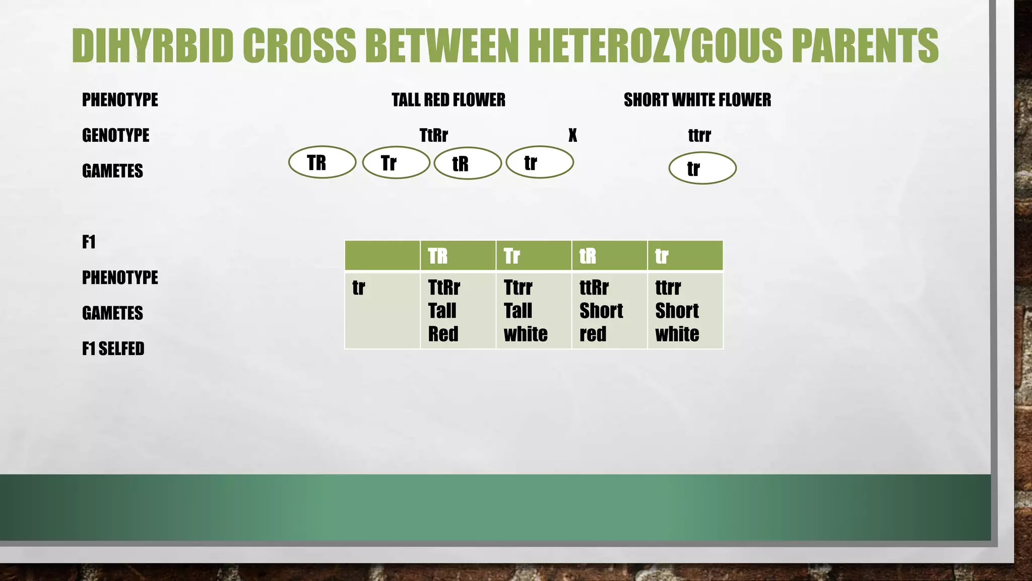 DIHYRBID CROSS BETWEEN HETEROZYGOUS PARENTS
PHENOTYPE TALL RED FLOWER SHORT WHITE FLOWER
GENOTYPE TtRr X ttrr
GAMETES
F1
PHENOTYPE
GAMETES
F1 SELFED
TR Tr tr tr
TR Tr tR tr
tr TtRr
Tall
Red
Ttrr
Tall
white
ttRr
Short
red
ttrr
Short
white
tR
 