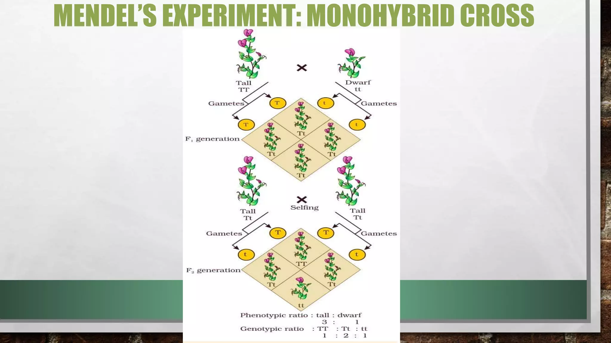 MENDEL’S EXPERIMENT: MONOHYBRID CROSS
 