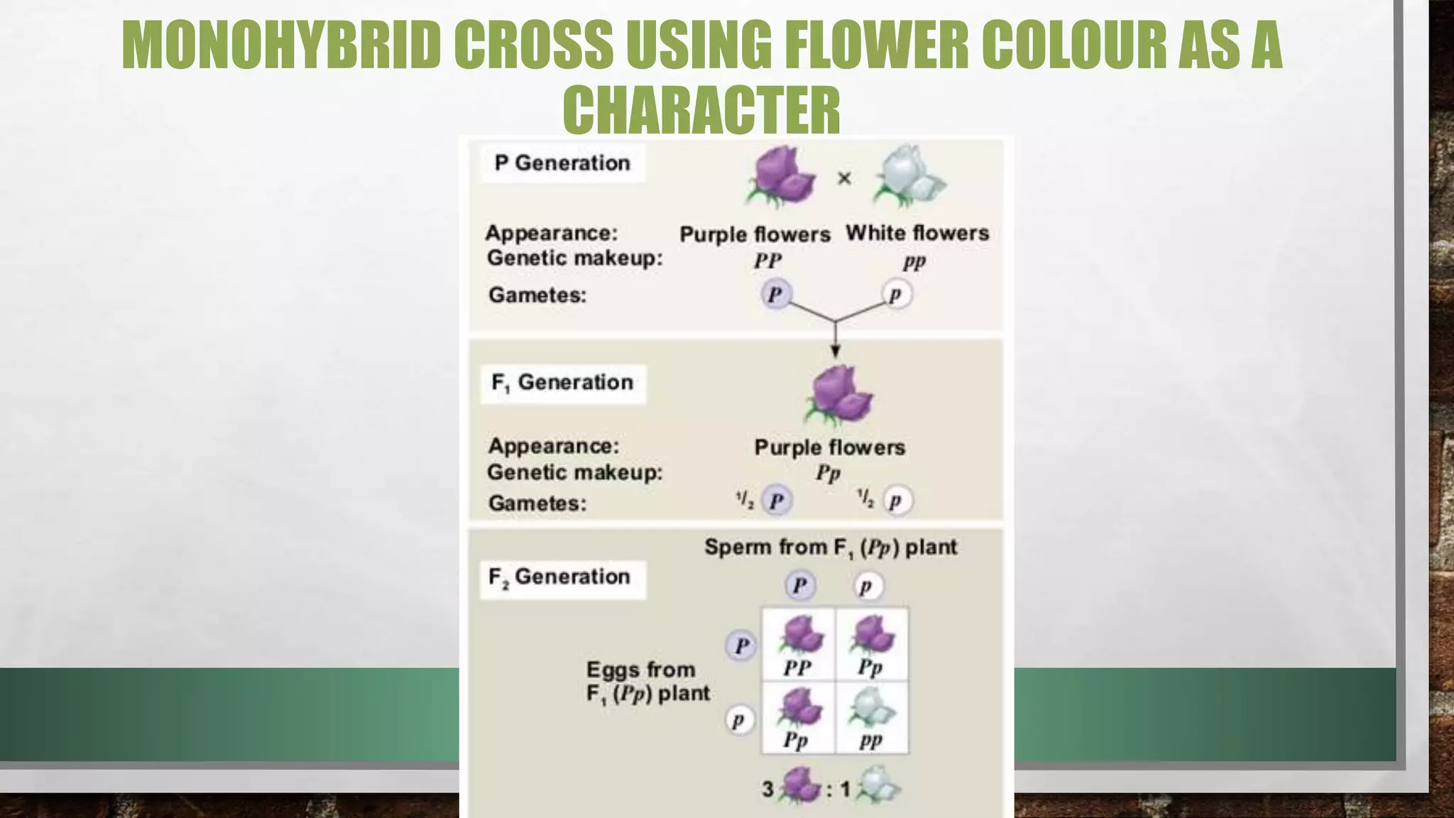 MONOHYBRID CROSS USING FLOWER COLOUR AS A
CHARACTER
 