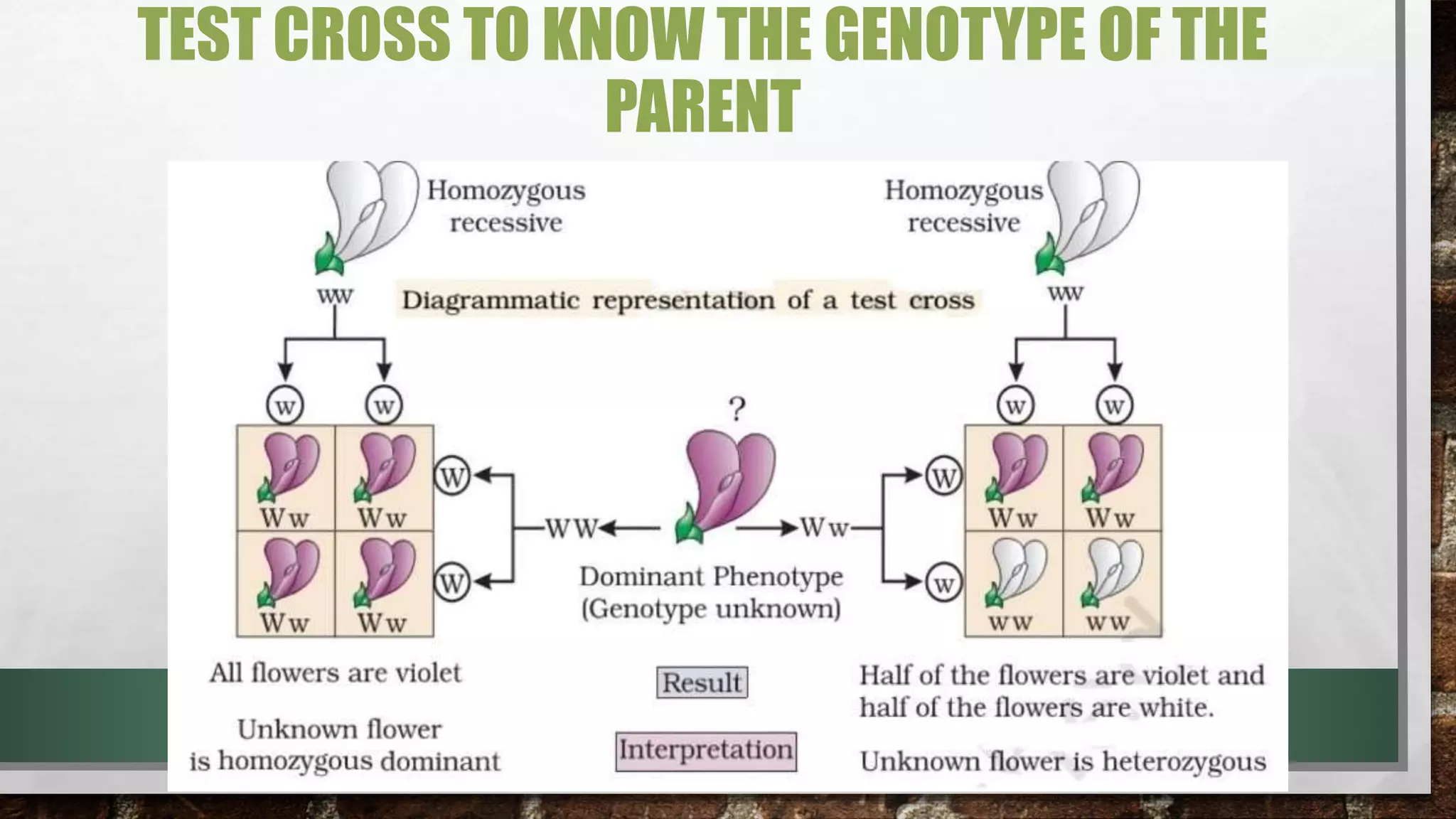 TEST CROSS TO KNOW THE GENOTYPE OF THE
PARENT
 