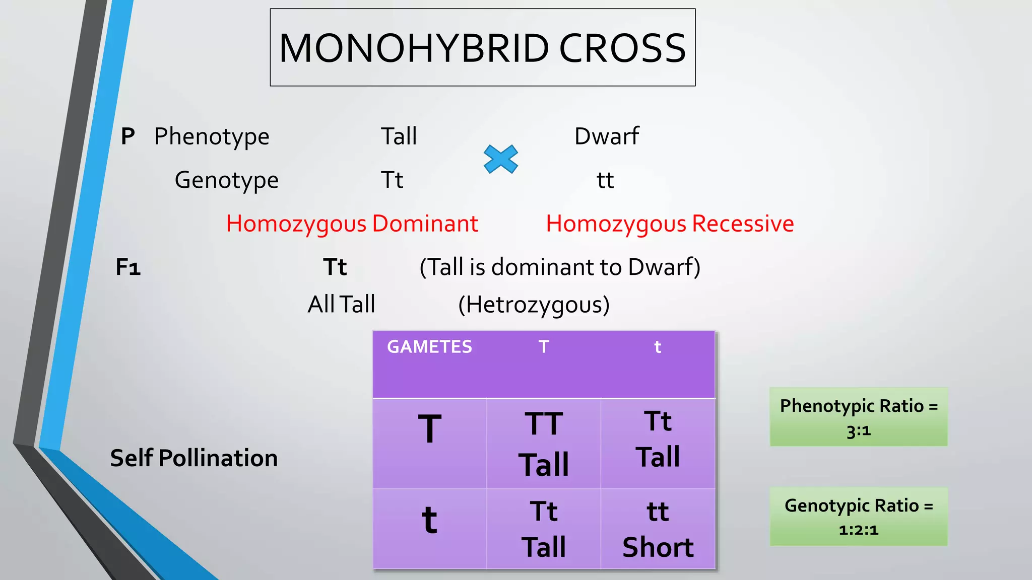 MONOHYBRID CROSS
P Phenotype Tall Dwarf
Genotype Tt tt
Homozygous Dominant Homozygous Recessive
F1 Tt (Tall is dominant to Dwarf)
AllTall (Hetrozygous)
Self Pollination
GAMETES T t
T TT
Tall
Tt
Tall
t Tt
Tall
tt
Short
Phenotypic Ratio =
3:1
Genotypic Ratio =
1:2:1
 