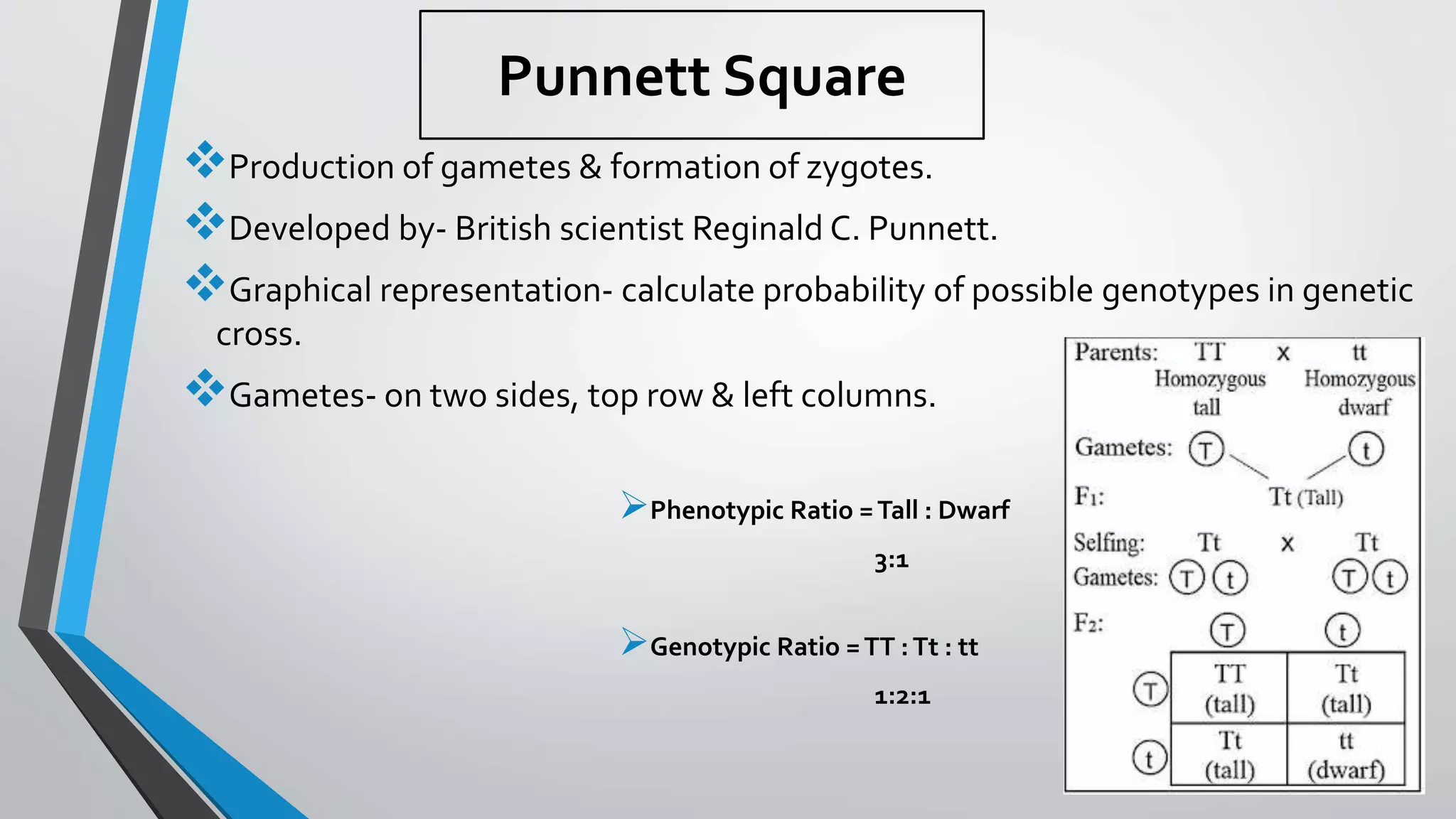 Punnett Square
Production of gametes & formation of zygotes.
Developed by- British scientist Reginald C. Punnett.
Graphical representation- calculate probability of possible genotypes in genetic
cross.
Gametes- on two sides, top row & left columns.
Phenotypic Ratio =Tall : Dwarf
3:1
Genotypic Ratio =TT :Tt : tt
1:2:1
 