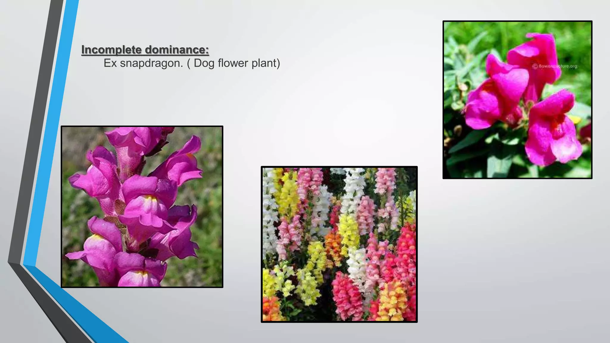 Incomplete dominance:
Ex snapdragon. ( Dog flower plant)
 