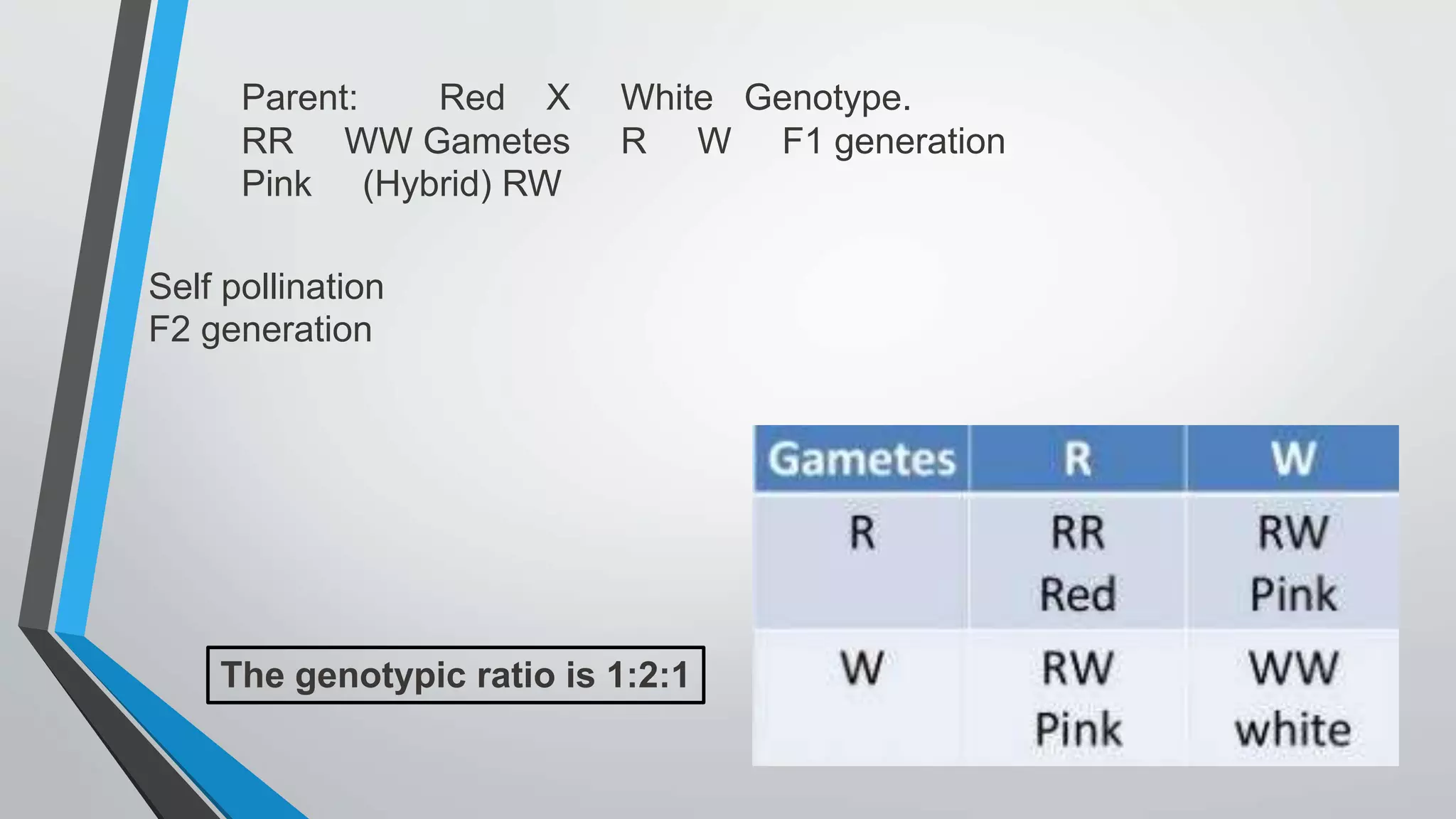 Parent: Red X White Genotype.
RR WW Gametes R W F1 generation
Pink (Hybrid) RW
Self pollination
F2 generation
The genotypic ratio is 1:2:1
 