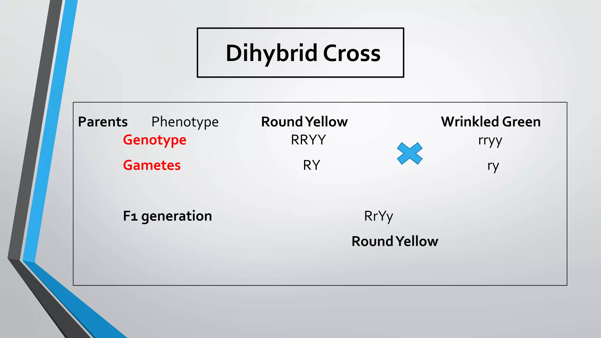 Dihybrid Cross
Parents Phenotype RoundYellow Wrinkled Green
Genotype RRYY rryy
Gametes RY ry
F1 generation RrYy
RoundYellow
 