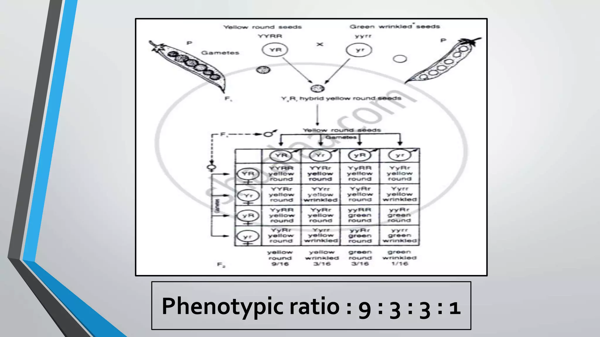 Phenotypic ratio : 9 : 3 : 3 : 1
 