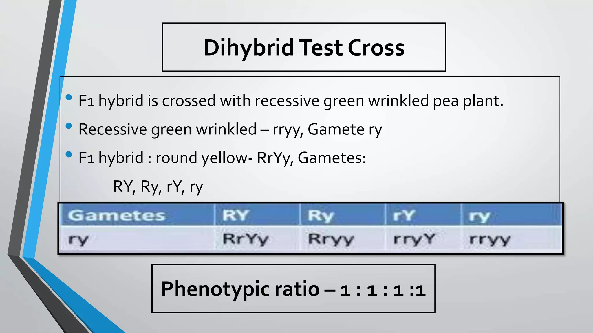 Phenotypic ratio – 1 : 1 : 1 :1
• F1 hybrid is crossed with recessive green wrinkled pea plant.
• Recessive green wrinkled – rryy, Gamete ry
• F1 hybrid : round yellow- RrYy, Gametes:
RY, Ry, rY, ry
DihybridTest Cross
 
