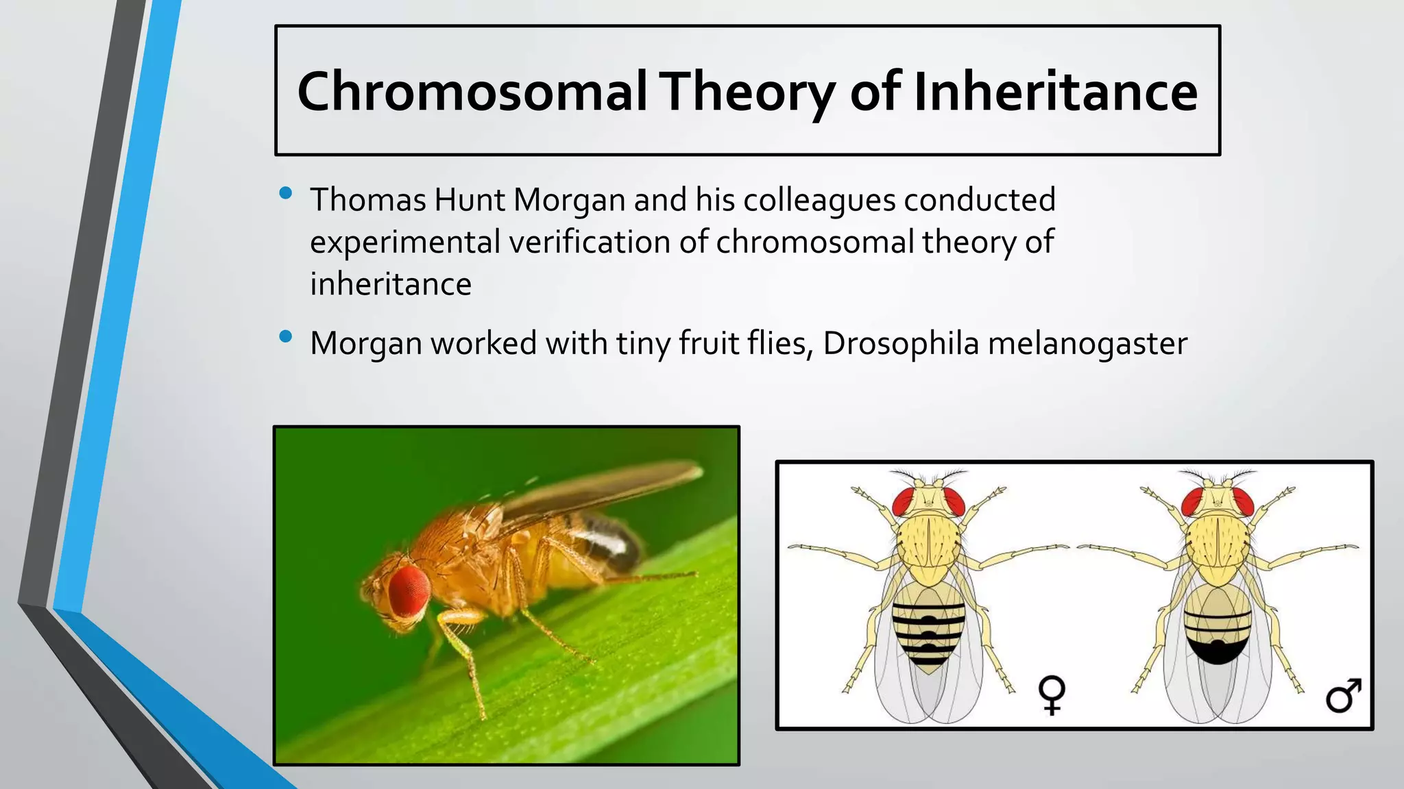 • Thomas Hunt Morgan and his colleagues conducted
experimental verification of chromosomal theory of
inheritance
• Morgan worked with tiny fruit flies, Drosophila melanogaster
Chromosomal Theory of Inheritance
 