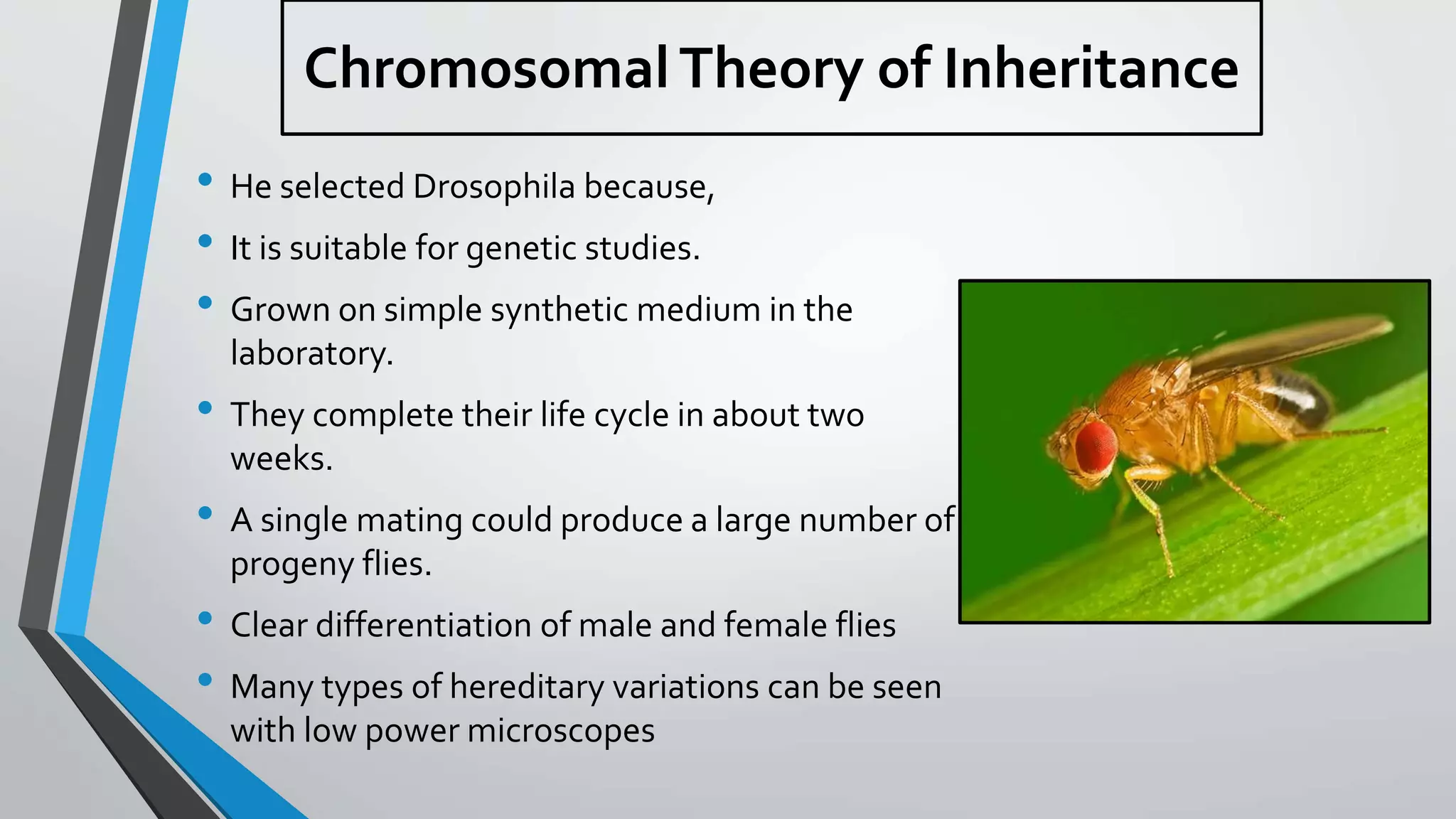 • He selected Drosophila because,
• It is suitable for genetic studies.
• Grown on simple synthetic medium in the
laboratory.
• They complete their life cycle in about two
weeks.
• A single mating could produce a large number of
progeny flies.
• Clear differentiation of male and female flies
• Many types of hereditary variations can be seen
with low power microscopes
Chromosomal Theory of Inheritance
 