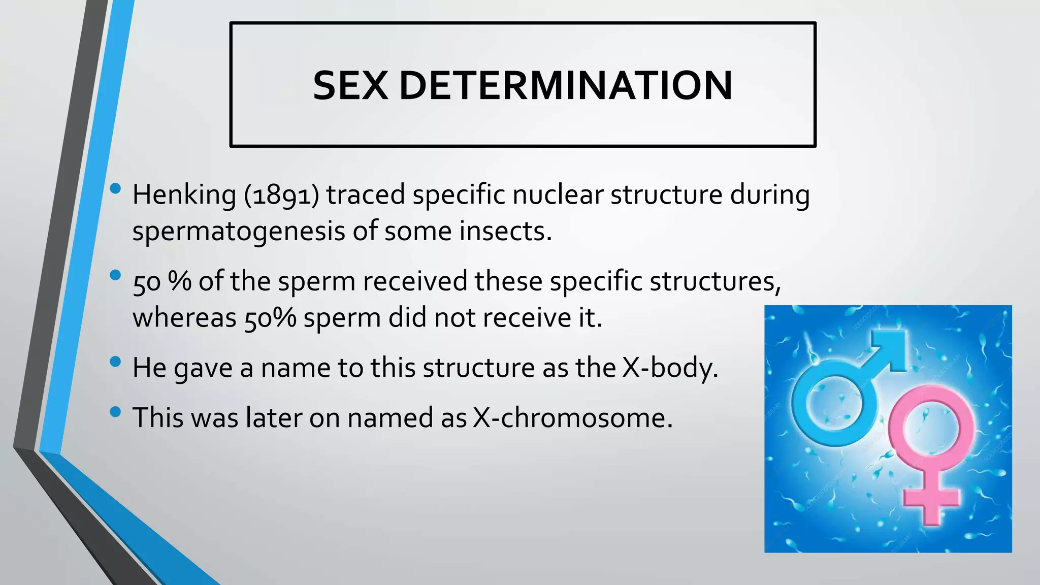 SEX DETERMINATION
• Henking (1891) traced specific nuclear structure during
spermatogenesis of some insects.
• 50 % of the sperm received these specific structures,
whereas 50% sperm did not receive it.
• He gave a name to this structure as the X-body.
• This was later on named as X-chromosome.
 