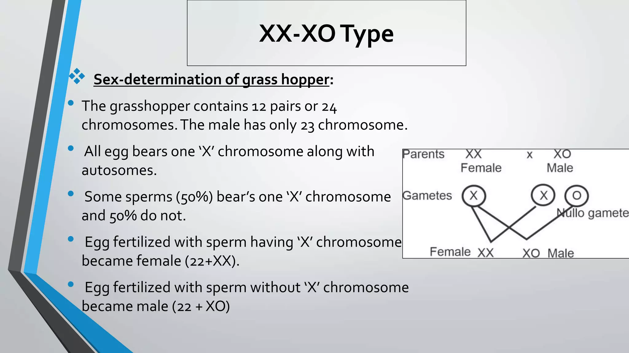 XX-XOType
 Sex-determination of grass hopper:
• The grasshopper contains 12 pairs or 24
chromosomes.The male has only 23 chromosome.
• All egg bears one ‘X’ chromosome along with
autosomes.
• Some sperms (50%) bear’s one ‘X’ chromosome
and 50% do not.
• Egg fertilized with sperm having ‘X’ chromosome
became female (22+XX).
• Egg fertilized with sperm without ‘X’ chromosome
became male (22 + XO)
 