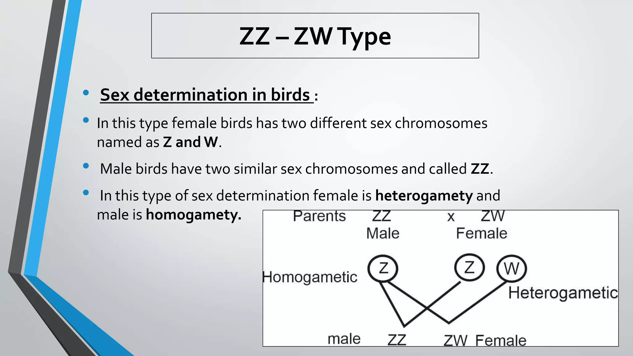 ZZ – ZWType
• Sex determination in birds :
• In this type female birds has two different sex chromosomes
named as Z and W.
• Male birds have two similar sex chromosomes and called ZZ.
• In this type of sex determination female is heterogamety and
male is homogamety.
 