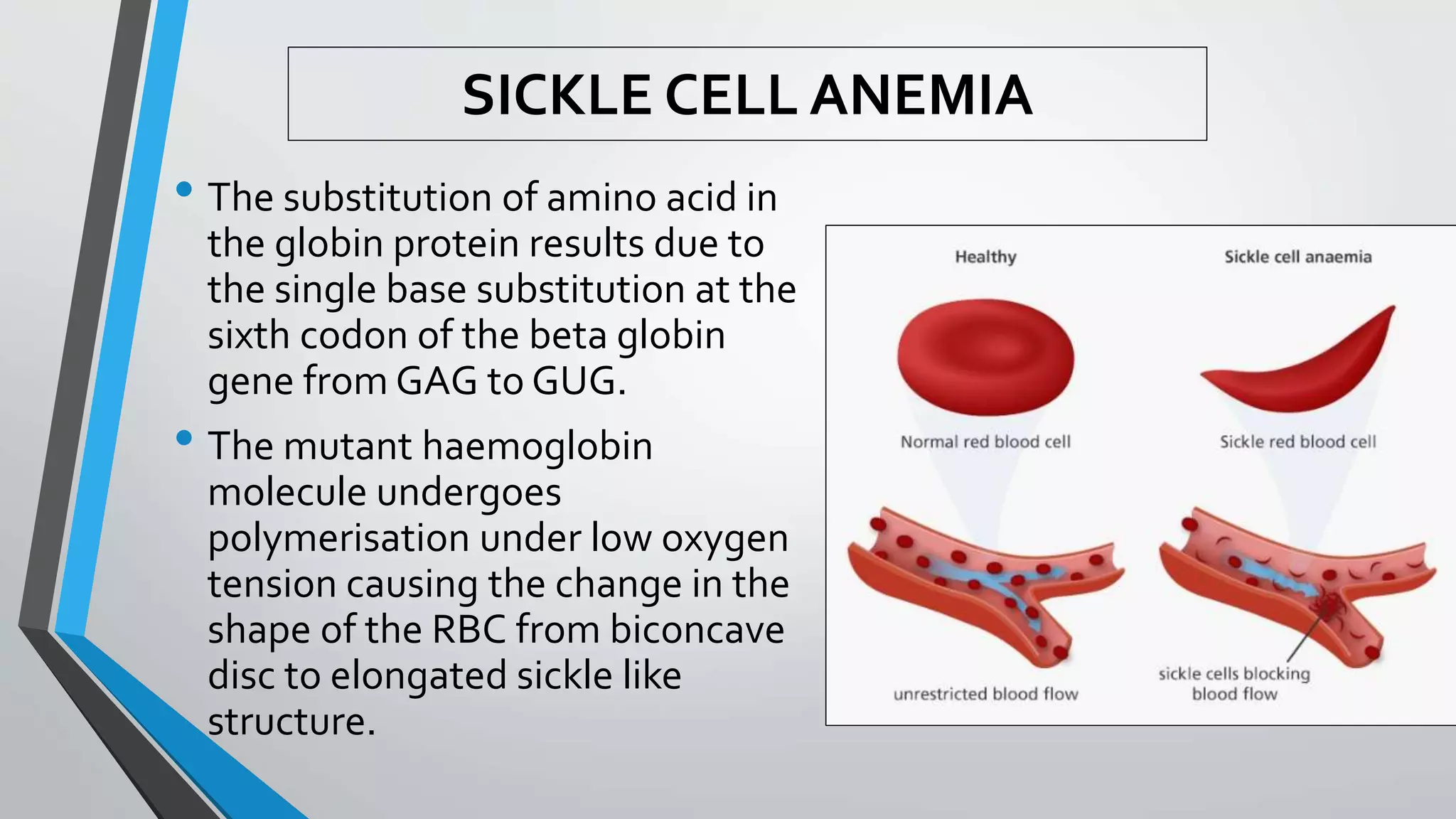 • The substitution of amino acid in
the globin protein results due to
the single base substitution at the
sixth codon of the beta globin
gene from GAG to GUG.
• The mutant haemoglobin
molecule undergoes
polymerisation under low oxygen
tension causing the change in the
shape of the RBC from biconcave
disc to elongated sickle like
structure.
SICKLE CELL ANEMIA
 