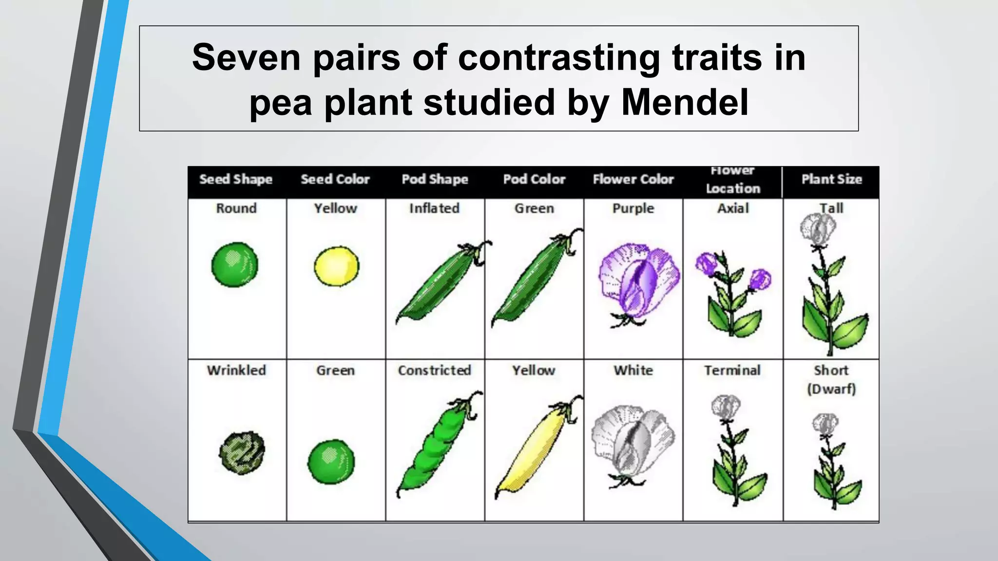 Seven pairs of contrasting traits in
pea plant studied by Mendel
 