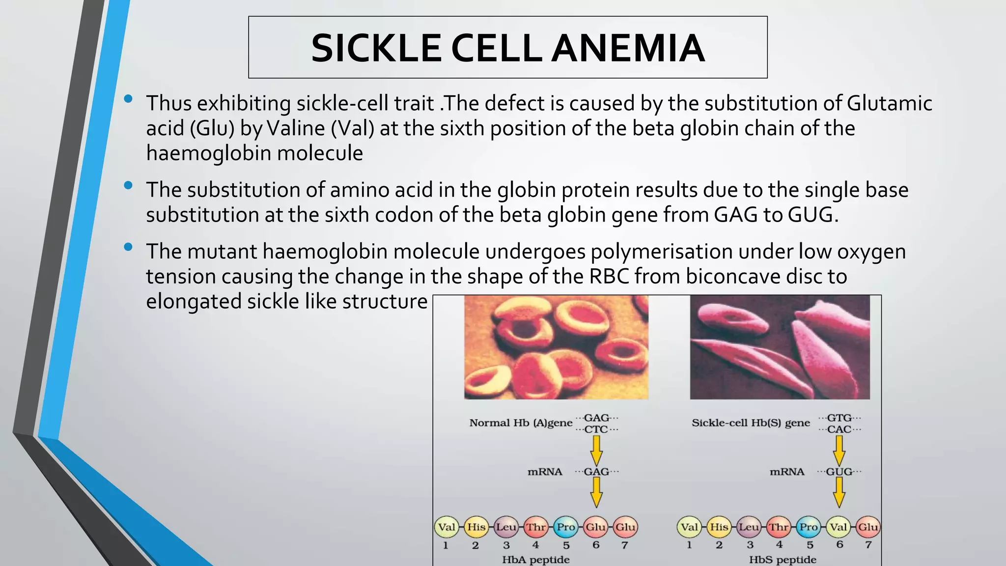 • Thus exhibiting sickle-cell trait .The defect is caused by the substitution of Glutamic
acid (Glu) byValine (Val) at the sixth position of the beta globin chain of the
haemoglobin molecule
• The substitution of amino acid in the globin protein results due to the single base
substitution at the sixth codon of the beta globin gene from GAG to GUG.
• The mutant haemoglobin molecule undergoes polymerisation under low oxygen
tension causing the change in the shape of the RBC from biconcave disc to
elongated sickle like structure
SICKLE CELL ANEMIA
 