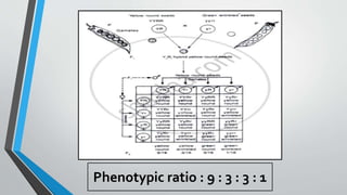 Principles of Inheritance & Variation .pptx