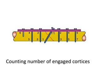 Counting number of engaged cortices
 