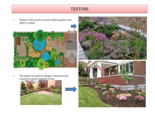 TEXTURE
• Texture is the touch or visual surface quality of an
object, or plant
• The texture of a plant's foliage or bloom can be
viewed as coarse, medium or fine.
 